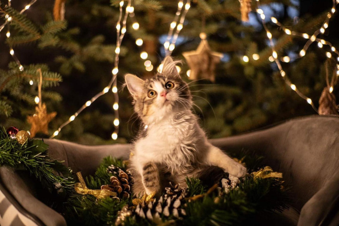 Świąteczne koty do Adopcji
