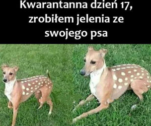Memy o kwarantannie