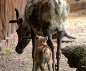 Mały renifer we wrocławskim zoo