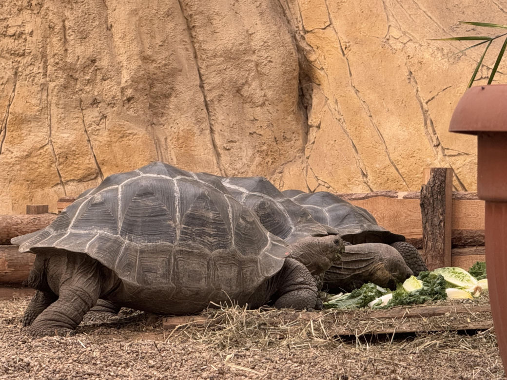 Czy warto jechać do ZOO Wrocław zimą?