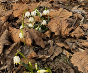 Jeden z najstarszych parków w Polsce budzi się do życia. Wiosna w Parku Saskim w Lublinie