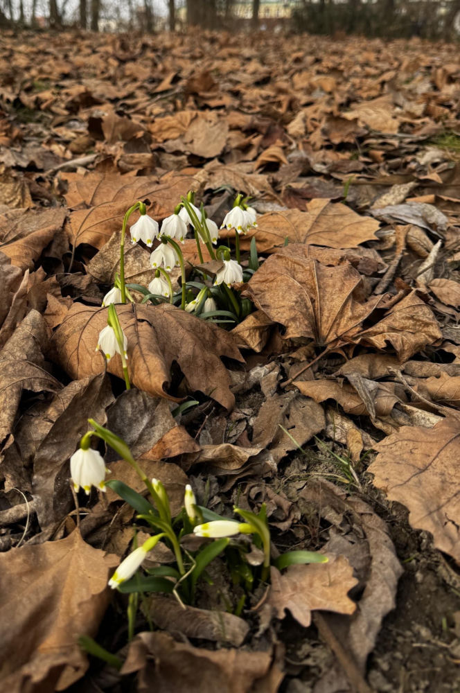 Jeden z najstarszych parków w Polsce budzi się do życia. Wiosna w Parku Saskim w Lublinie