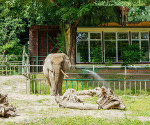 Najlepsze ogrody zoologiczne w Polsce [ZDJĘCIA]