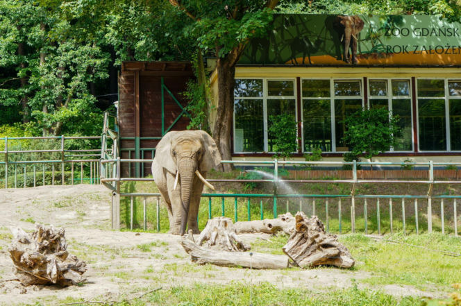 Najlepsze ogrody zoologiczne w Polsce [ZDJĘCIA]