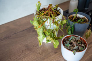 Przesuszone rośliny doniczkowe? Sprawdź, czy można je ożywić