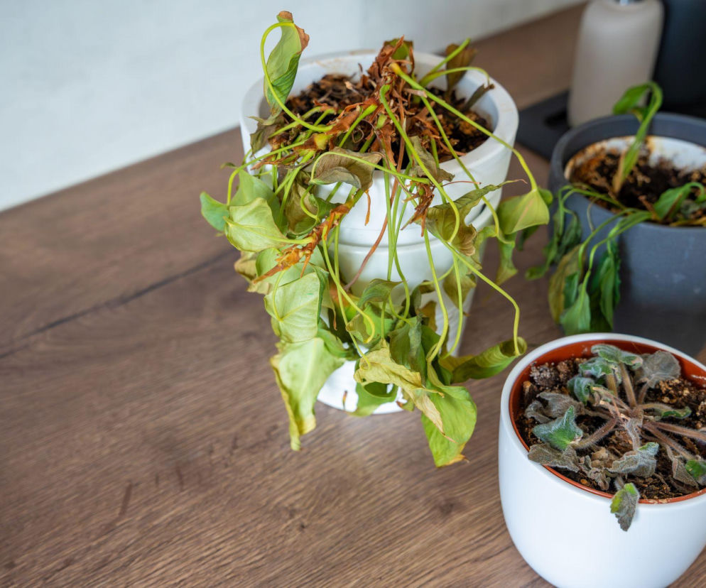 Przesuszone rośliny doniczkowe? Sprawdź, jak szybko je ożywić!