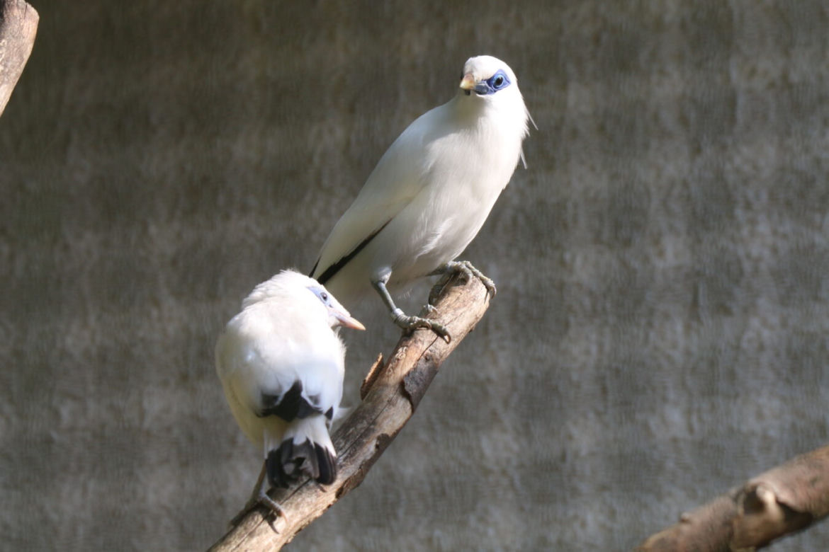 Gdańsk: W zoo na świat przyszły szpaki balijskie! Ale słodziaki