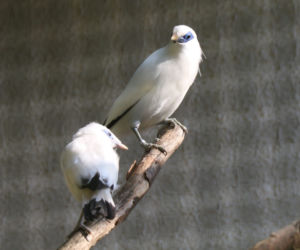 Gdańsk: W zoo na świat przyszły szpaki balijskie! Ale słodziaki