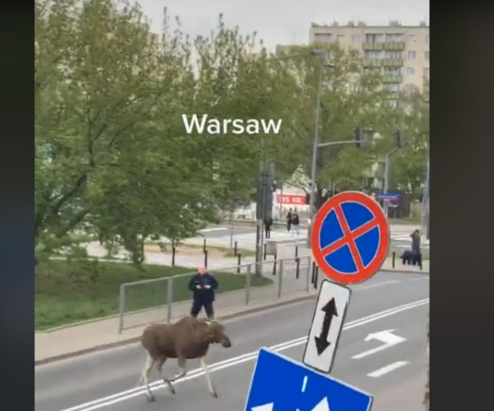 Łoś