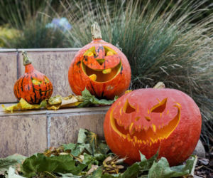 Dynie na Halloween