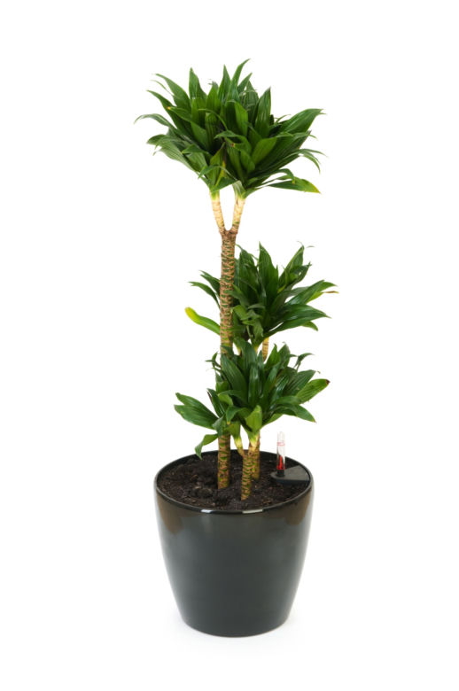 Dracena deremeńska