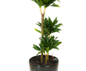Dracena deremeńska