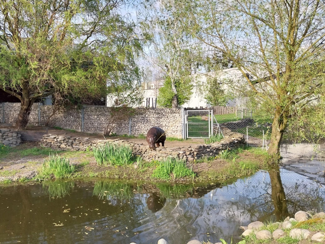 Wiosenny spacer w zamojskim zoo