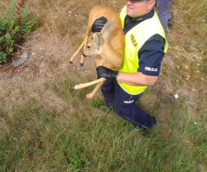 Ostrowski doktor Dolitte w policji