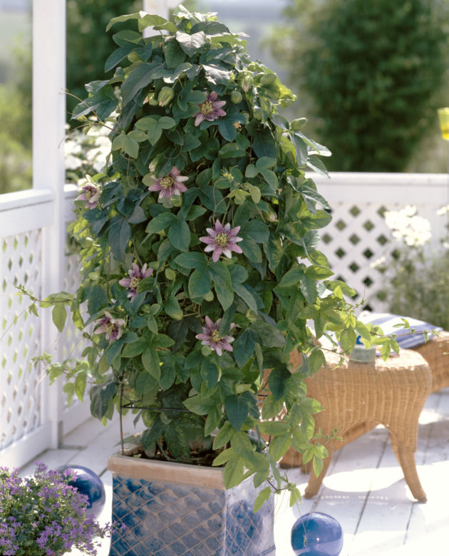 Passiflora