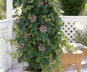 Passiflora