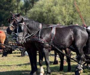 Spłoszony koń stratował grupę osób. Wśród poszkodowanych dziecko!