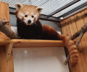 Panda Ruda z ZOO w Warszawie