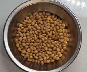 Nasiona z Maciejowa po locie w kosmos