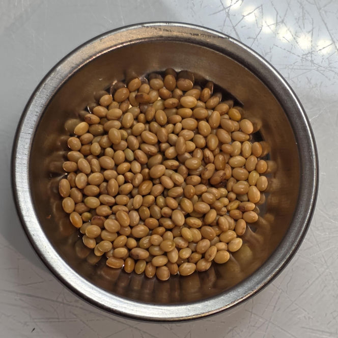 Nasiona z Maciejowa po locie w kosmos