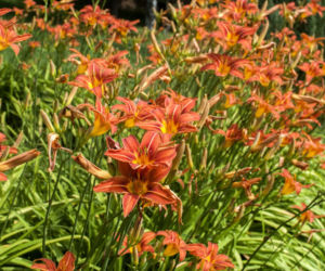 Liliowce