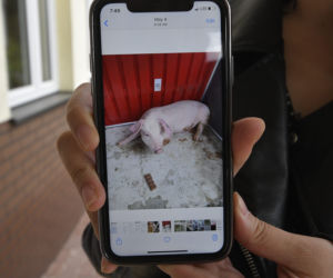 Kobieta z Sulejówka pokochała prosiaka