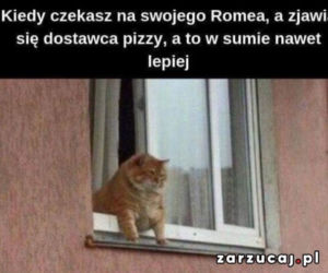 Światowy Dzień Kota 2022. Zobacz najśmieszniejsze obrazki i MEMY z kotami! 