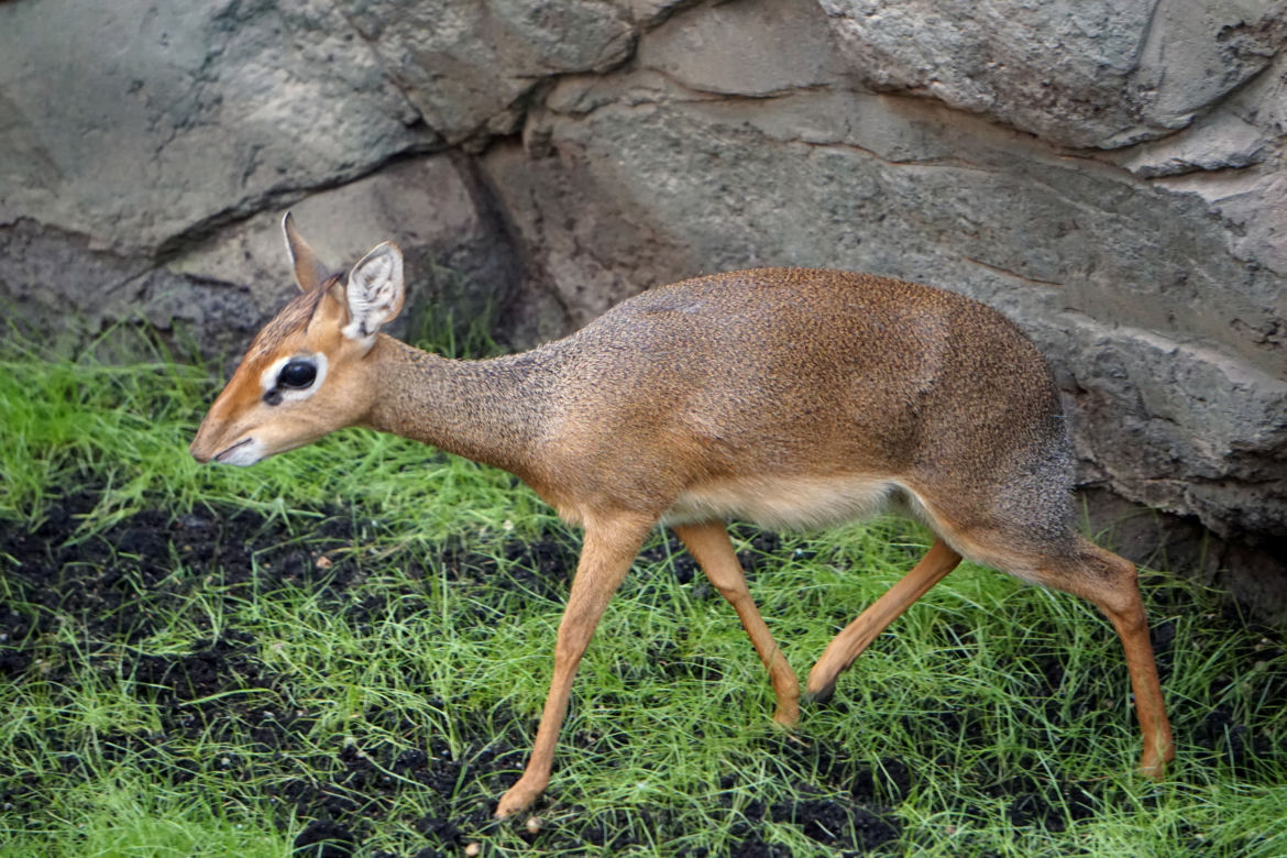 Dikdiki z wrocławskiego zoo