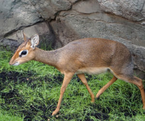 Dikdiki z wrocławskiego zoo