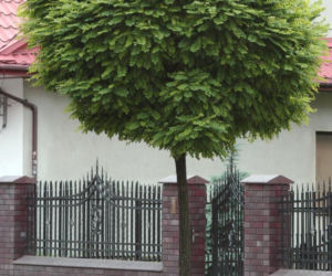 Robinia akacjowa 'Umbraculifera'