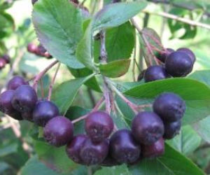 Aronia
