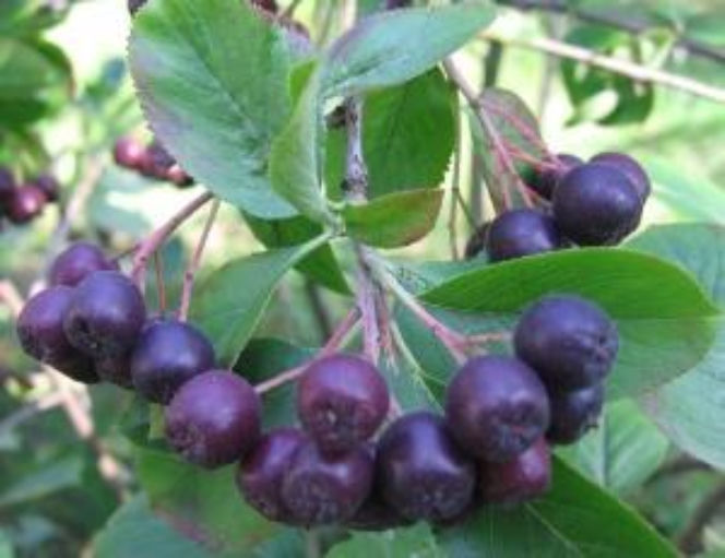 Aronia czarna