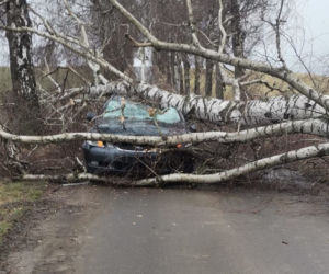 O włos od tragedii! Wielkie drzewo spadło na samochód. Kobieta przeżyła, bo zrobiła coś niesamowitego [FOTO]