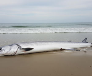 Wstęgory królewskie w Meksyku. Czy to znak kataklizmu?