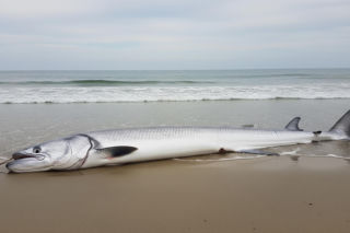 Wstęgory królewskie w Meksyku. Czy to znak kataklizmu?