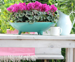 cyclamen5.jpg
