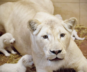 1 Białe lwy w Zoo Safari Borysew