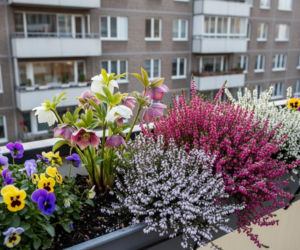 Rośliny, które upiększą Twój balkon w lutym i marcu
