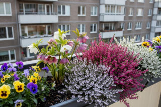 Rośliny, które ożywią Twój szary balkon już w marcu. Nie musisz czekać aż noce staną się cieplejsze