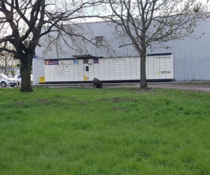 Dziki na toruńskim Rubinkowie. Beztrosko biegały po okolicy