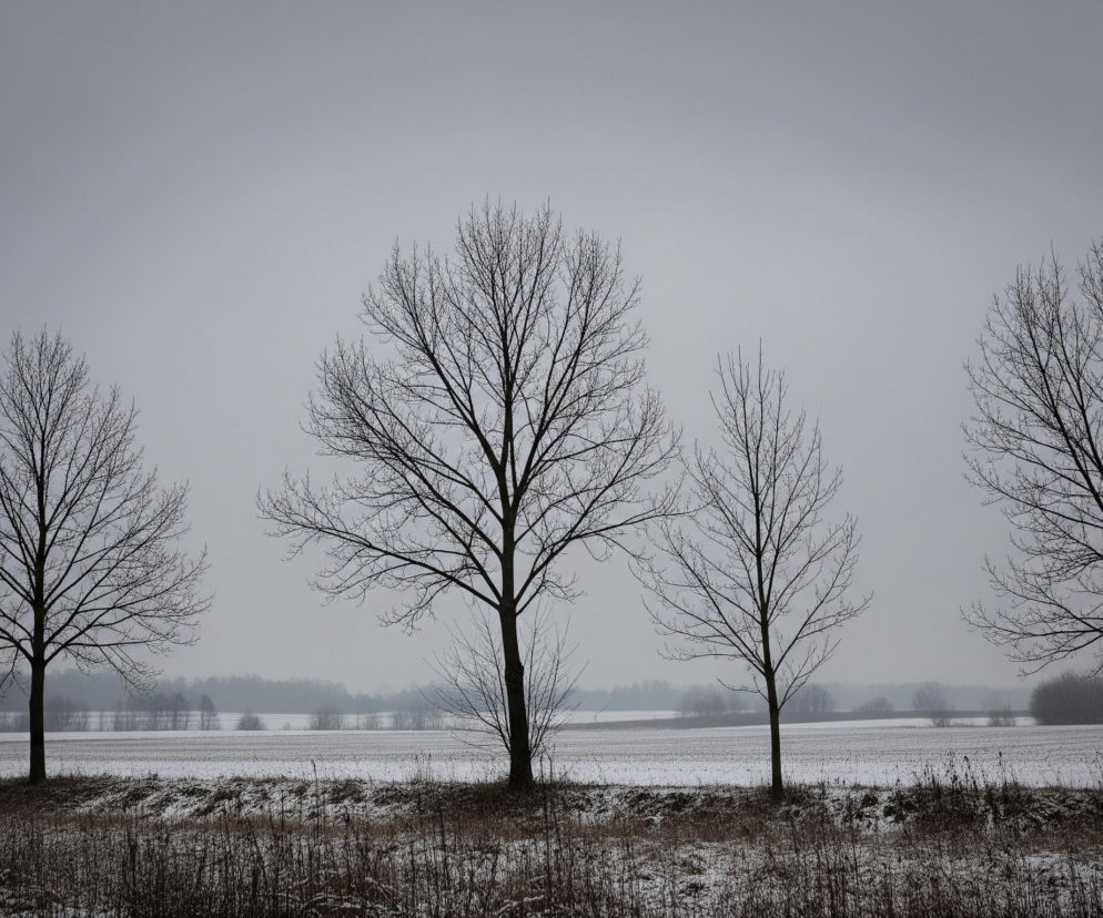 Cztery nagie drzewa, pozbawione liści, stoją w rzędzie na tle zimowego krajobrazu. Pnie i gałęzie drzew są ciemne, tworząc wyraźne sylwetki na jasnym, jednolitym, szarym niebie. Pod drzewami rozciąga się zaśnieżone pole, którego horyzont jest zamglony, przechodząc w ciemniejsze pasmo lasu lub krzewów w oddali. Niżej w kadrze, na pierwszym planie, widać suche, ciemnobrązowe trawy i roślinność pokrytą warstwą śniegu.
