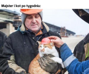 Dzień Kota 2020