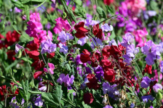 Groszek pachnący - uprawa w ogrodzie, odmiany. Jak i kiedy siać groszek pachnący?