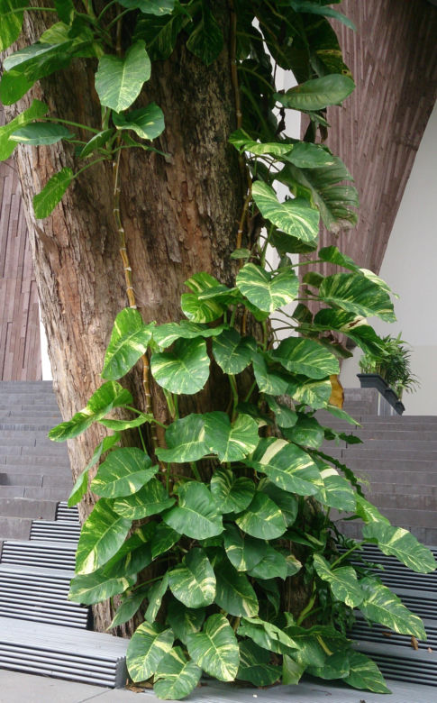 Epipremnum 