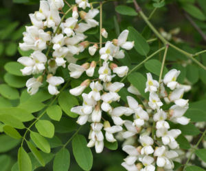 Robinia akacjowa