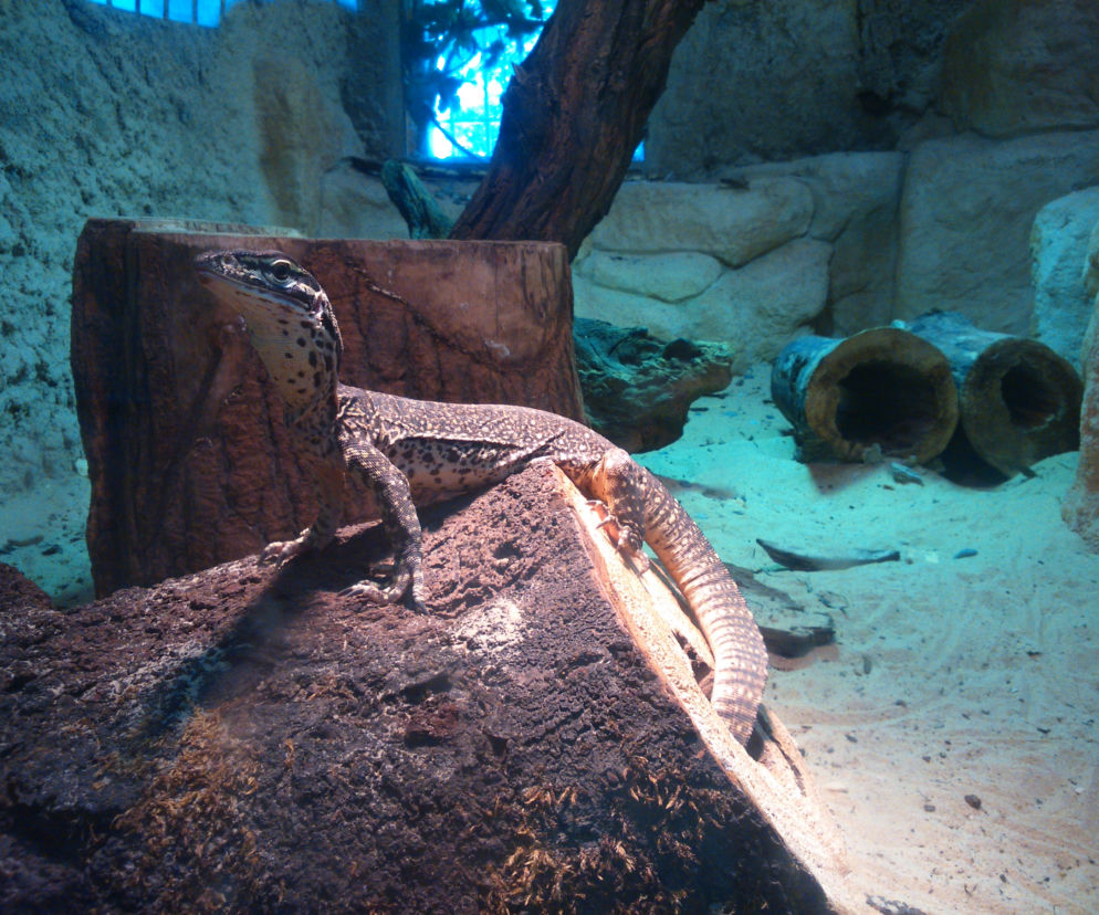 Wyjątkowe nocne zwiedzanie w Śląskim Ogrodzie Zoologicznym!