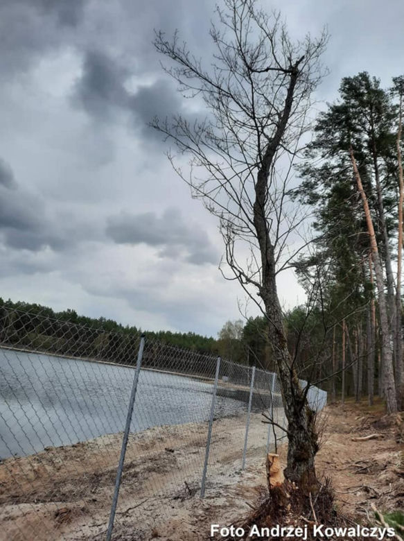 Jezioro Wielkie Oczko ogrodzone płotem. Zwierzęta odcięte od wody. Radny Gdańska: "Takiej dewastacji dawno nie widziałem"