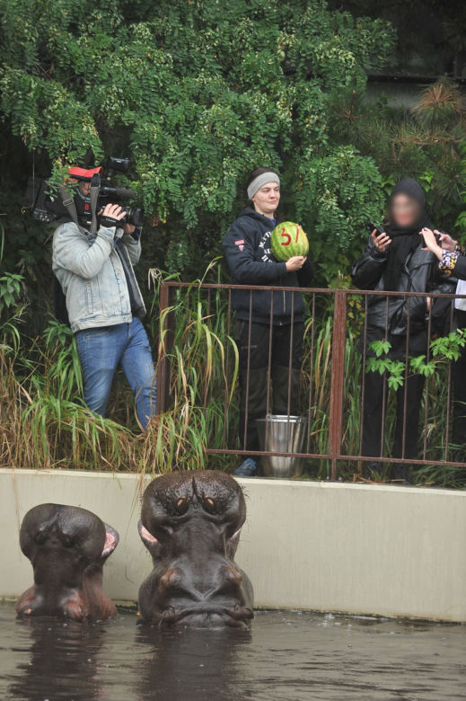 Wielkie święto w warszawskim ZOO. Hipopotamica Pelagia świętowała 37. urodziny