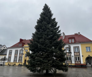Wielki choinka stanęła na Rynku Kościuszki