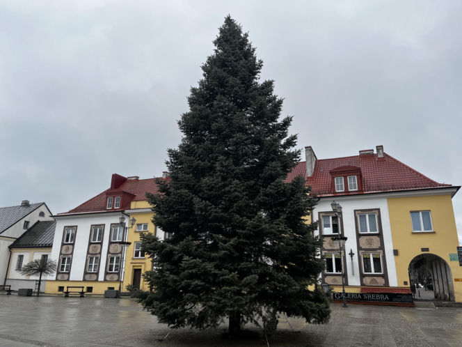 Wielki choinka stanęła na Rynku Kościuszki